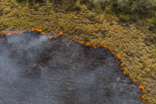 Edge of a wildfire that is burning a forest.